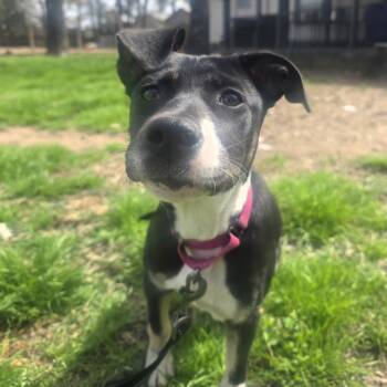 Roxy -  American Staffordshire Terrier Dog for Adoption in Magnolia, Texas - Roxy | PetCurious