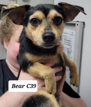 Bear -  Chihuahua Dog for Adoption in Morganton, North Carolina - Bear | PetCurious