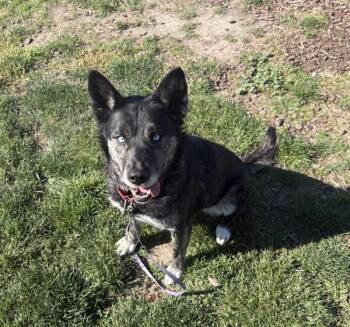Lotus -  Siberian Husky Dog for Adoption in Vancouver, Washington - Lotus | PetCurious