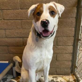 Sherman -  Border Collie Dog for Adoption in Phoenix, Arizona - Sherman | PetCurious