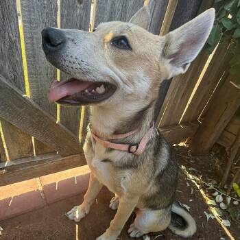 Rescue Shepherd and Mixed Breed Dogs for Adoption in Midland, Texas - Bambi (Nala) | PetCurious