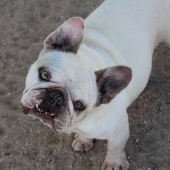 Jeff -  French Bulldog Dog for Adoption in Yucca Valley, California - Jeff | PetCurious