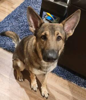 Rescue German Shepherd Dog Dogs for Adoption in Pleasant Grove, California - Rebel | PetCurious