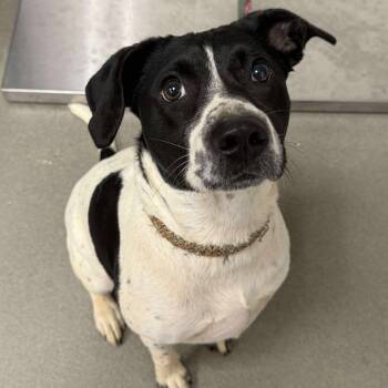 Rescue Hound Dogs for Adoption in Martinsville, Virginia - Fairytale | PetCurious