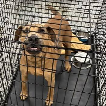 Rescue Mixed Breed Dogs for Adoption in Jeffersonville, Indiana - Sandy | PetCurious