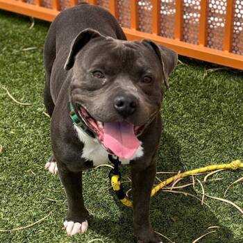 KAPONE -  Pit Bull Terrier Dog for Adoption in Las Vegas, Nevada - KAPONE | PetCurious