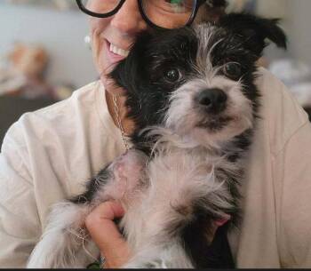 FOSTER ME - Dot -  Terrier Dog for Adoption in Grafton, Wisconsin - FOSTER ME - Dot | PetCurious