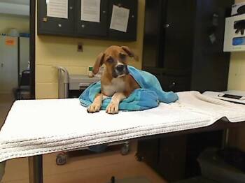 KEVIN -  Boxer and Pit Bull Terrier Dog for Adoption in Cookeville, Tennessee - KEVIN | PetCurious