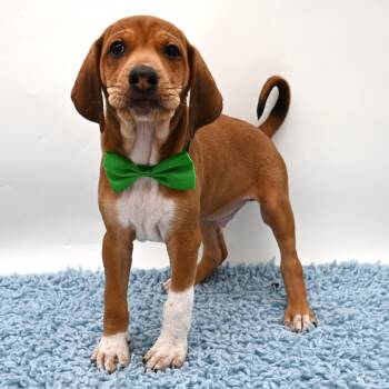 Beagle and Basset Hound Dogs Available for Adoption - Waylon (video Included) | PetCurious