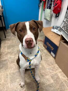 Urzah -  Pit Bull Terrier Dog for Adoption in Carson City, Nevada - Urzah | PetCurious