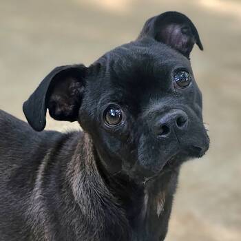 Cali -  Pug Dog for Adoption in Athens, Alabama - Cali | PetCurious