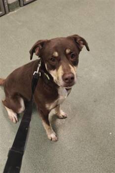 Mixed Breed and Border Collie Dogs Available for Adoption in Santa Fe, New Mexico - DUKE | PetCurious