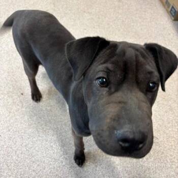 Ruffles aka Chyna -  Shar Pei Dog for Adoption in Horn Lake, Mississippi - Ruffles Aka Chyna | PetCurious