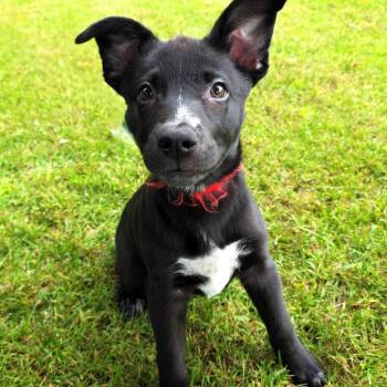 Veronica -  Black Labrador Retriever and Shepherd Dog for Adoption in Michigan City, Indiana - Veronica | PetCurious