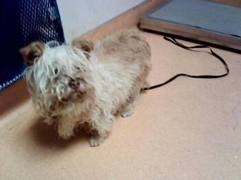 KARA -  Terrier and Mixed Breed Dog for Adoption in Martinez, California - KARA | PetCurious