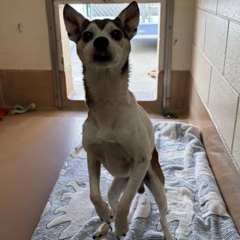 Dakota -  Chihuahua and Mixed Breed Dog for Adoption in Reno, Nevada - Dakota | PetCurious