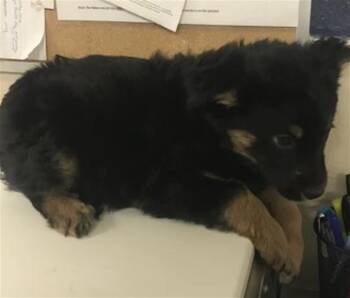 German Shepherd Dog and Mixed Breed Dogs Available for Adoption in Conroe, Texas - A426950 | PetCurious