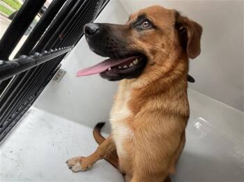 Belgian Shepherd Malinois and Labrador Retriever Dogs Available for Adoption in Houston, Texas - A655492 | PetCurious