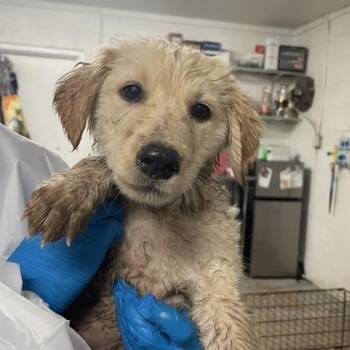 Skittles -  Golden Retriever and Mixed Breed Dog for Adoption in Morton Grove, Illinois - Skittles | PetCurious