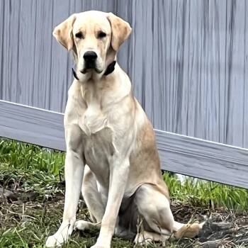 Yellow Labrador Retriever Dogs Available for Adoption - Junior | PetCurious