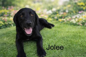 Black Labrador Retriever Dogs Available for Adoption - Jolee | PetCurious
