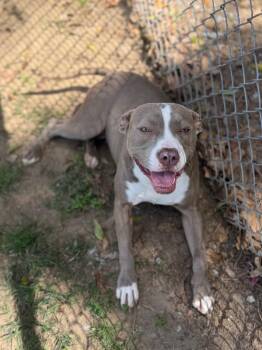 Mixed Breed Dogs Available for Adoption - Angela | PetCurious