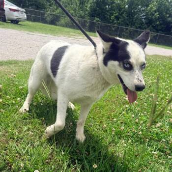 Mixed Breed and Husky Dogs Available for Adoption in Corinth, Mississippi - Myla | PetCurious