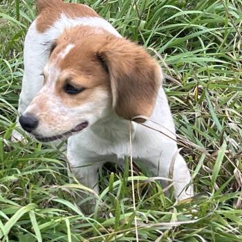 Comic Pup: Shaggy -  Beagle and Boxer Dog for Adoption in Falls Church, Virginia - Comic Pup: Shaggy | PetCurious