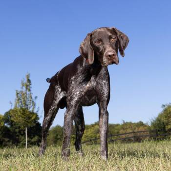 Ollie -  German Shorthaired Pointer Dog for Adoption in Franklin, Tennessee - Ollie | PetCurious