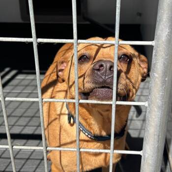 Rescue Mixed Breed Dogs for Adoption in Blairsville, Georgia - Peanut Butter | PetCurious