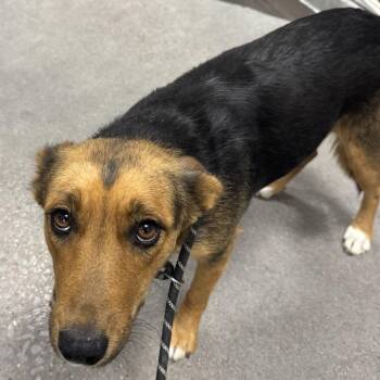 Mixed Breed Dogs Available for Adoption - Emmie | PetCurious