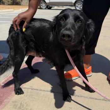 Persephone -  Black Labrador Retriever and Mixed Breed Dog for Adoption in Midland, Texas - Persephone | PetCurious