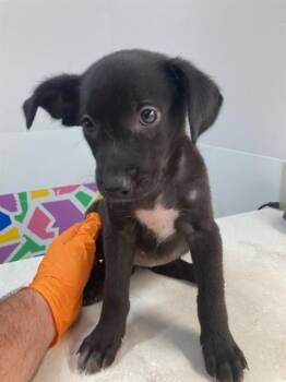 DOT -  Labrador Retriever and Mixed Breed Dog for Adoption in Baytown, Texas - DOT | PetCurious