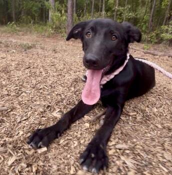 Mary -  German Shepherd Dog Dog for Adoption in Queen City, Texas - Mary | PetCurious