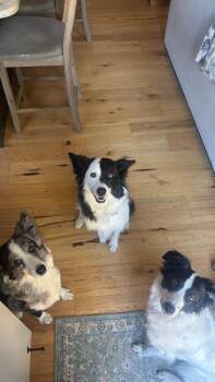 Stevie -  Border Collie Dog for Adoption in Millcreek, Utah - Stevie | PetCurious