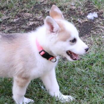 Rescue Husky Dogs for Adoption in Brainerd, Minnesota - Avia | PetCurious