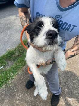 Nina -  Mixed Breed Dog for Adoption in Clarksville, Tennessee - Nina | PetCurious