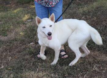 Husky Loreta -  Husky Dog for Adoption in Pflugerville, Texas - Husky Loreta | PetCurious