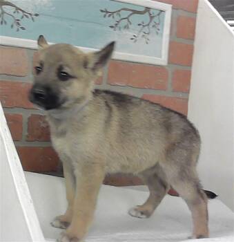 Belgian Shepherd Malinois Dogs Available for Adoption - A2066017 | PetCurious