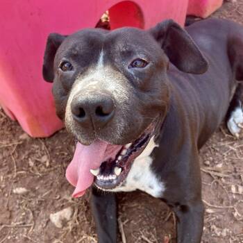 Willie -  Mixed Breed Dog for Adoption in Lynchburg, Virginia - Willie | PetCurious