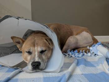 Chuck -  Cattle Dog Dog for Adoption in Grand Forks, North Dakota - Chuck | PetCurious