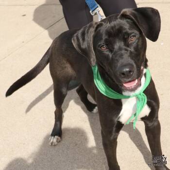 Rescue Labrador Retriever and Border Collie Dogs for Adoption in Washington, District Of Columbia - Whisper | PetCurious