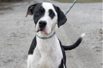 Ebenezer -  Mixed Breed Dog for Adoption in Terre Haute, Indiana - Ebenezer | PetCurious