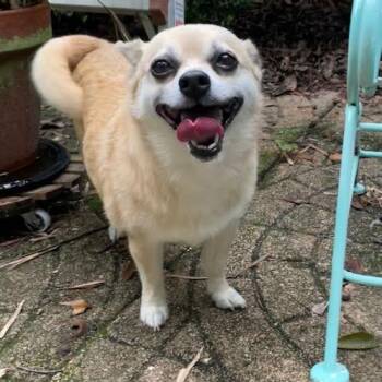 Beverly -  Mixed Breed Dog for Adoption in Gainesville, Florida - Beverly | PetCurious
