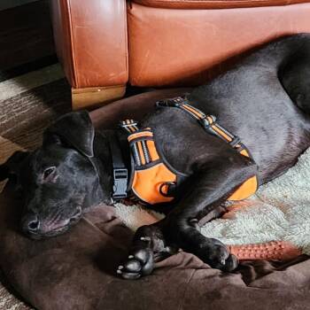 Ferb -  Mountain Cur and Labrador Retriever Dog for Adoption in Normal, Illinois - Ferb | PetCurious