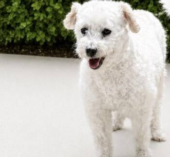 Sweet Pea -  Maltipoo Dog for Adoption in Torrance, California - Sweet Pea | PetCurious