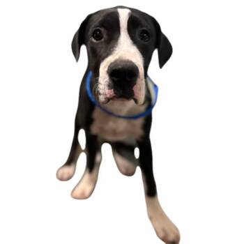Patty -  Mastiff and Pit Bull Terrier Dog for Adoption in Red Bluff, California - Patty | PetCurious