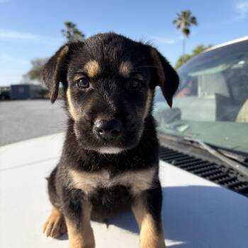 Rottweiler Dogs Available for Adoption - Blossom | PetCurious
