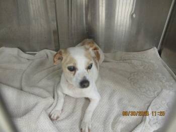 Bella(204) -  Chihuahua Dog for Adoption in Marietta, Georgia - Bella(204) | PetCurious