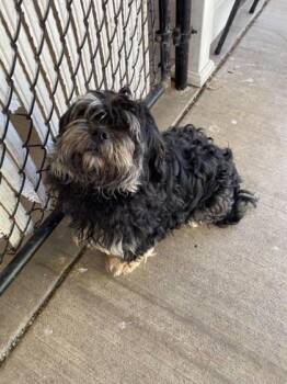 Azriel -  Mixed Breed Dog for Adoption in Munster, Indiana - Azriel | PetCurious